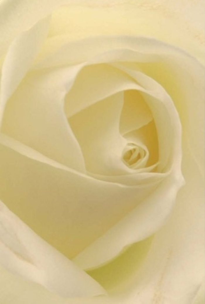 Gazing intimately at this classic white rose, crafted with precision by a florist near Station Parade, you can't help but become absorbed by the tranquil interplay of light and shadow laced within each petal. The bloom showcases an ethereal blend of pearly white and gentle cream, as if illuminated from within by the soft, natural glow of an Elm Park morning. The petals spiral towards the heart in near-perfect symmetry, suggesting innocence, sincerity, and an unspoken resilience treasured by the Elm Park community. This flower is a fitting tribute for the most heartfelt moments-offered in arrangements for weddings, apologies, or as striking centrepieces for private celebrations. Subtle nuances in shade and contour reveal the expertise of locally rooted florists, whose understanding of fresh stems and timeless elegance brings comfort and beauty to any space. Available for delivery throughout Elm Park, this rose embodies a promise of purity and grace, a floral testament to meaningful expression in every season.